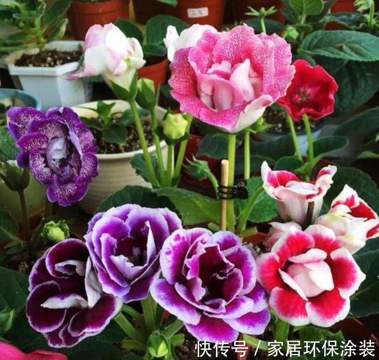 4种花养家里,号称“开花机器”,一开就是一年,开成花园