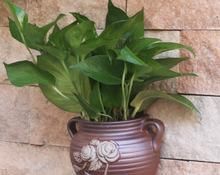 家里面的盆栽这样处理,不仅节省空间,家里面也好看了不少!