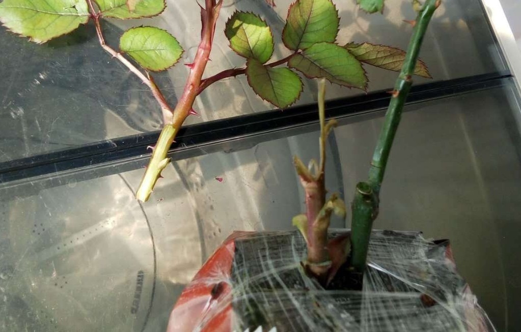 新手月季种植手册，修剪、病害防治等教程，种月季不再难