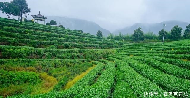 茶树|浙江几处著名的产茶胜地，有的人尽皆知，有的堪称中国最大茶园