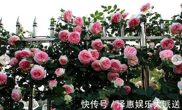肥料|抓住月季花的“开花季”,做好“1点”,一次开爆“上千朵”