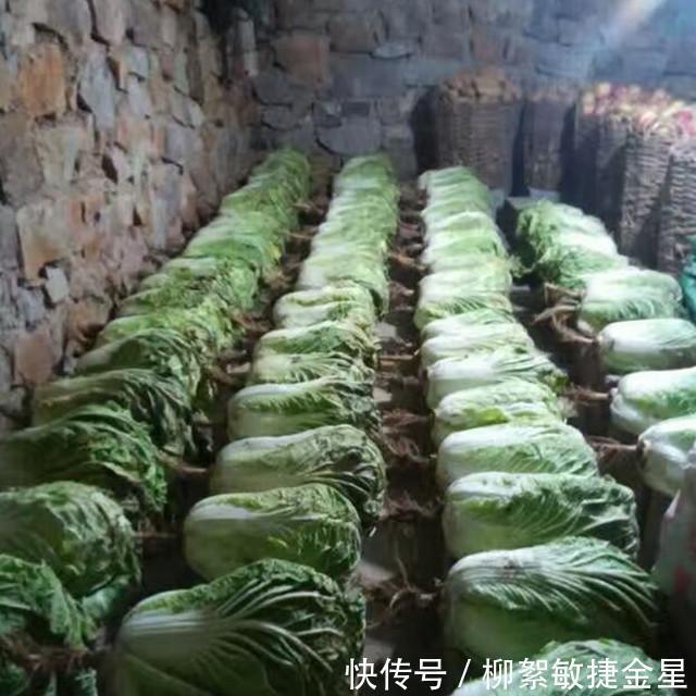 保存白菜的方法|白菜好吃容易坏,教你3个方法,白菜久放不烂不发黑,新鲜好吃