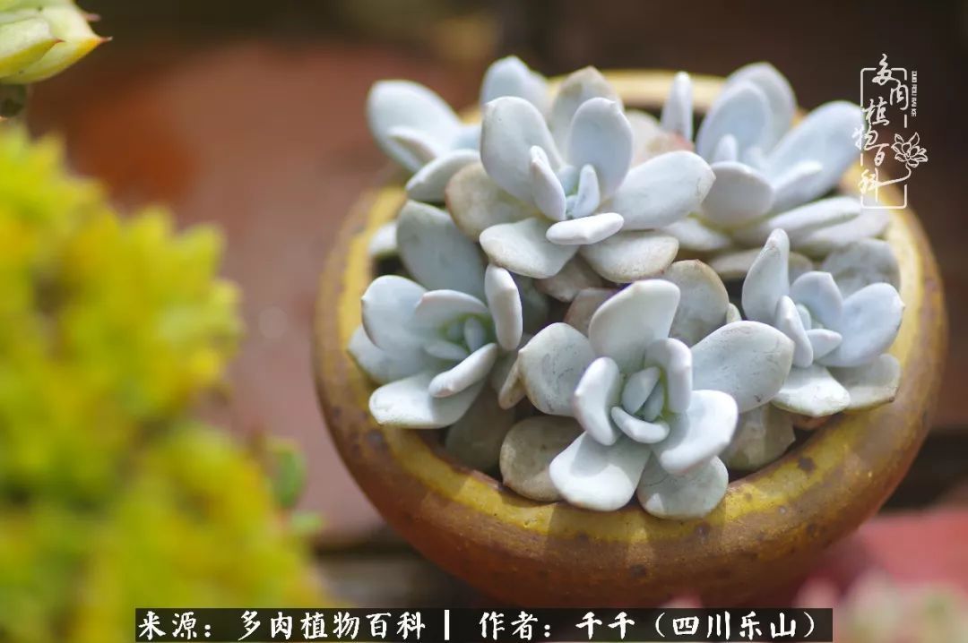 夏天日晒雨淋,秋老虎来势汹汹,你的多肉准备好逆袭了吗