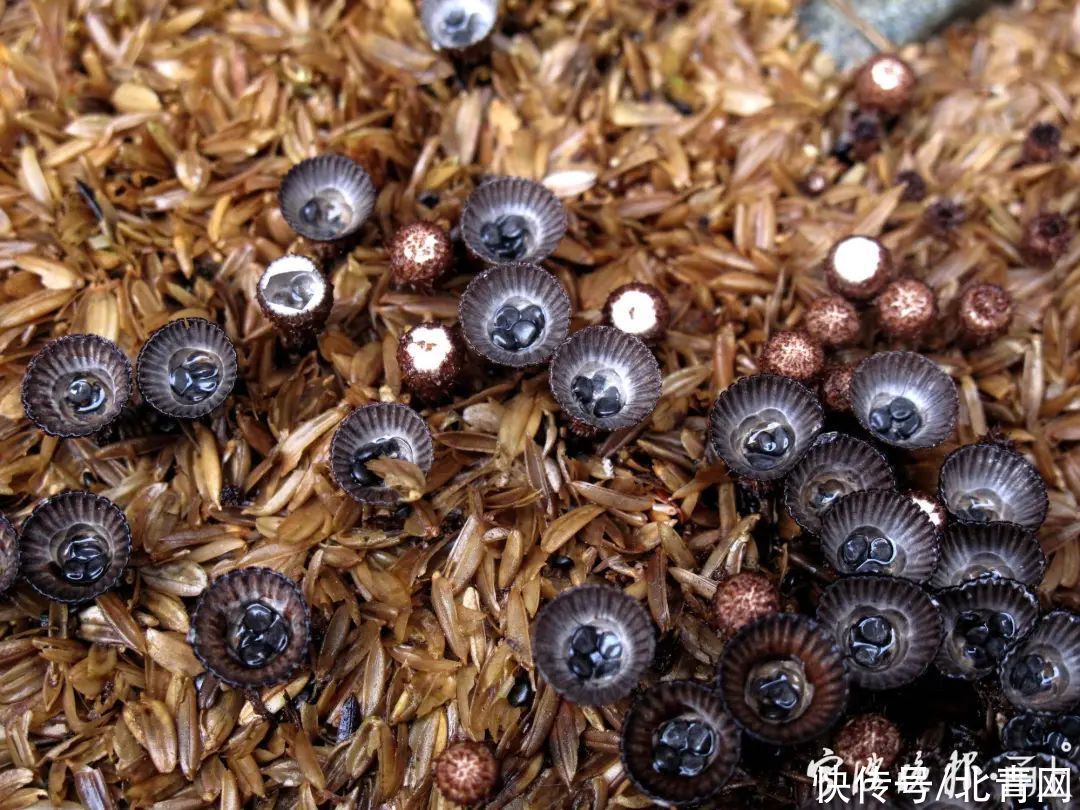 中毒|多人食用后中毒，这东西近期常见！医生：没有特效药，死亡率很高…