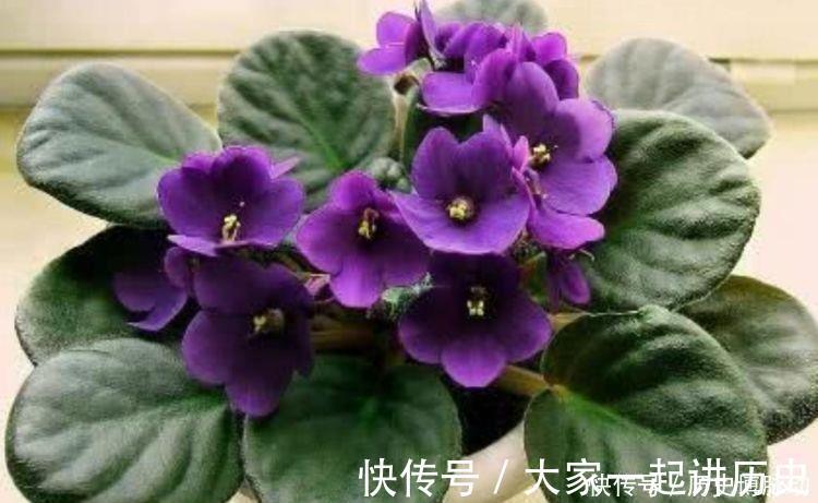 4种花超讨人喜欢,全年开花,花多易爆盆,太美了