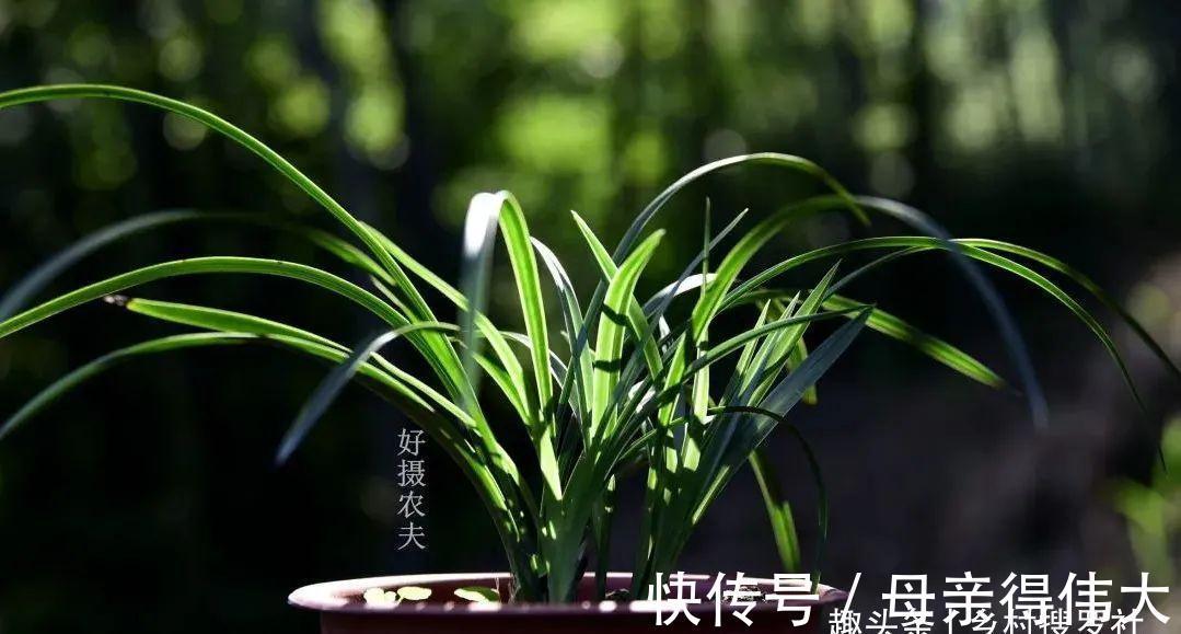 兰菌|松针土的秘密，不在松针，也不在土，很多人种植兰花都用错了