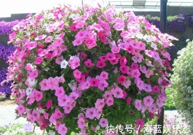 不会养花就买3种“便宜花”,几块钱1盆,年年开花不断,超漂亮