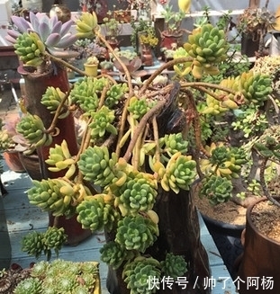 想要打造多肉悬崖桩?教你用点小手段,快速形成,时间缩短两倍!