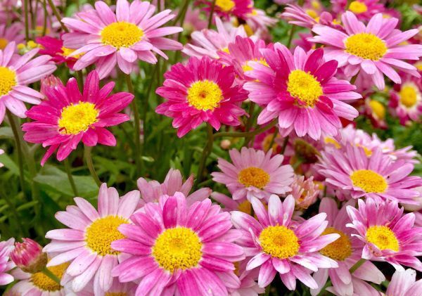 这些花朵一养就上瘾,非常适合养在阳台,犹如仙境美到爆炸