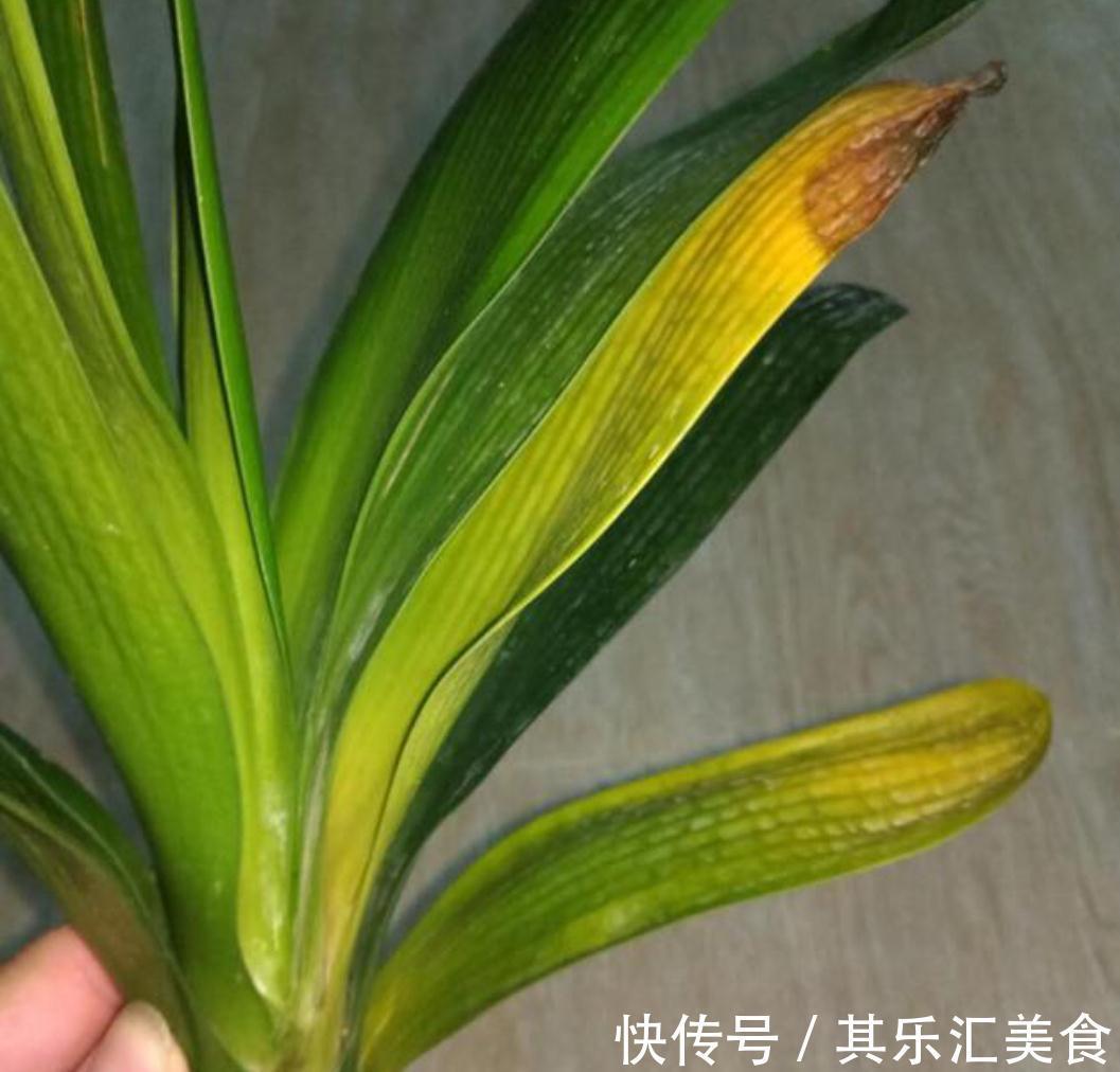 三种植物夏天爱黄叶,改善养殖方法,叶片绿,长势好