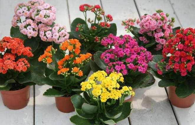 爆盆|长寿花不能“惯着”,多做这“一步”,花苞蹭蹭冒,想不爆盆都难