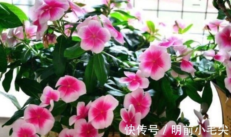 春天就养4种花,越晒越开花,一开就是200天,快养起来吧!