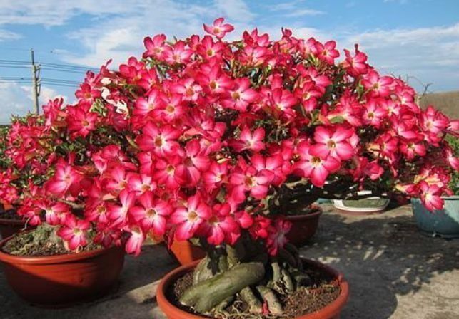 妖精铃|聪明人都养几种花,净化空气,文雅秀丽,颇具雅趣