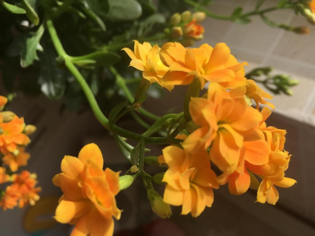  好看|长寿花好看却养不好，对照这“7点”，来看看问题出在哪？