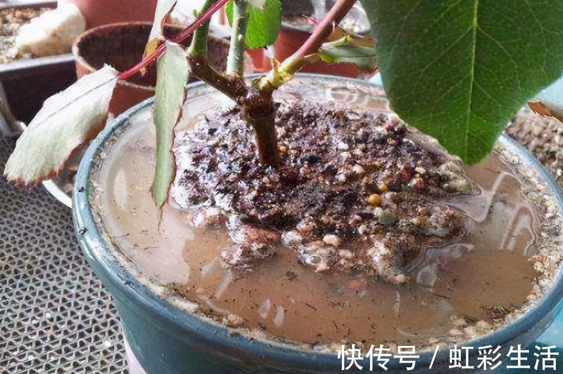 浇花必懂知识：“见干见湿”和“干透浇透”有什么区别