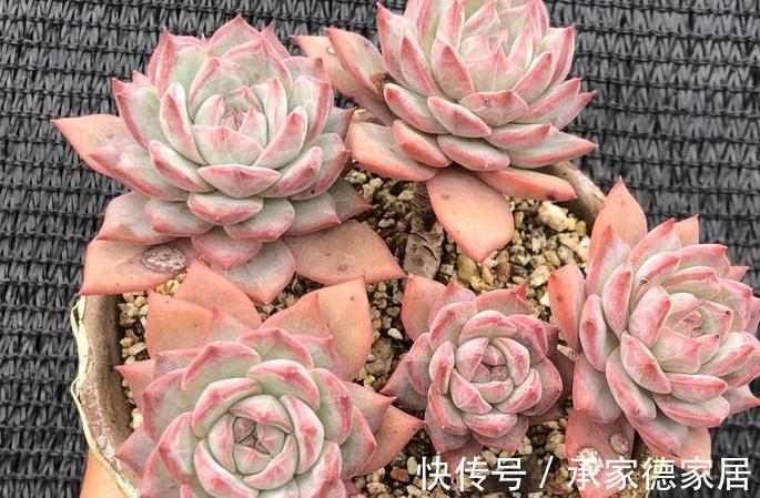 9个美到无法形容的粉色多肉品种,不多养几盆都觉得亏