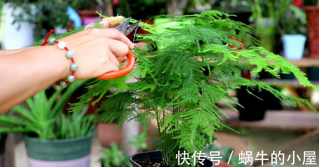 九月养文竹，给它做“三减法”，新枝新笋一起长，养成繁花小盆景