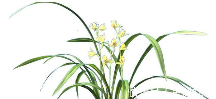 老大爷“养兰花”有妙招,“烂根”的照样冒新根、发新芽,快看看