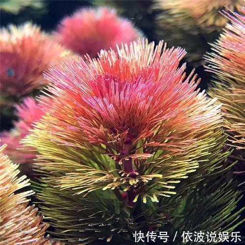 血心兰|找个大水缸，养几种“水草”，比绿萝吊兰都好养，花色红火喜庆