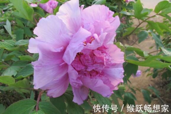 在家里养盆“醉酒杨妃”花姿琼花玉叶,花香醉人,比菊花还美