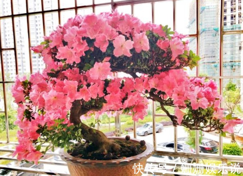 公认难养的4种花,之所以养不好,是因为你触碰了它们的“弱点”