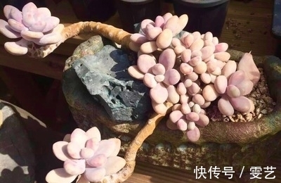喜欢多肉不会养?试试这几种普货多肉,养得越久美得越惊艳!