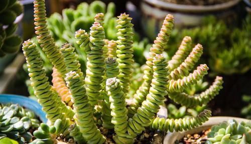 养多肉有4忌，避开了才能长得胖乎乎，独苗变成群生小老桩