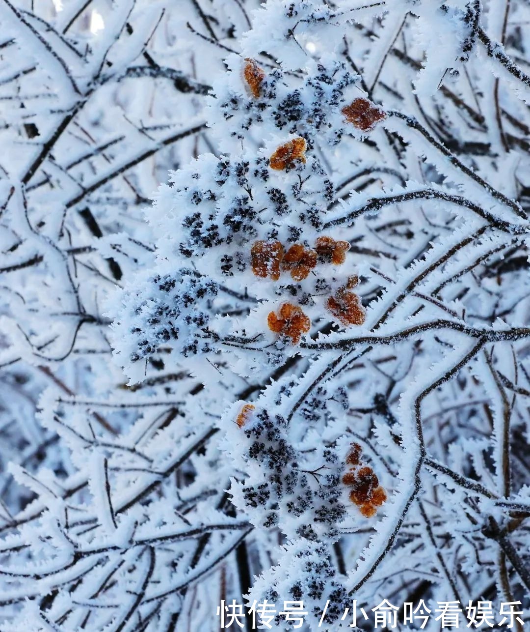 雪景|遂昌大美雪景图！让你一次看个够