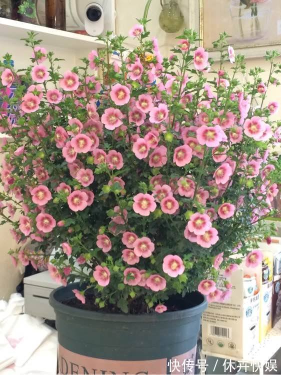 李大爷养花,2种水“浇灌”所有花,1盆比1盆旺,从不买“花肥”