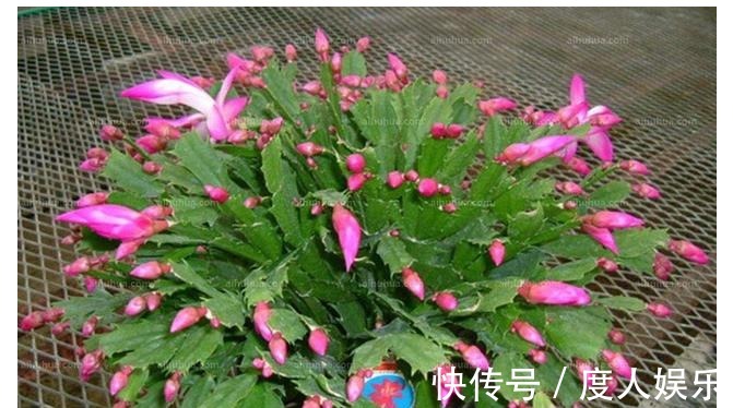 蟹爪兰不开花一周用一次“它”,花芽冒个不停,一开花就爆盆!