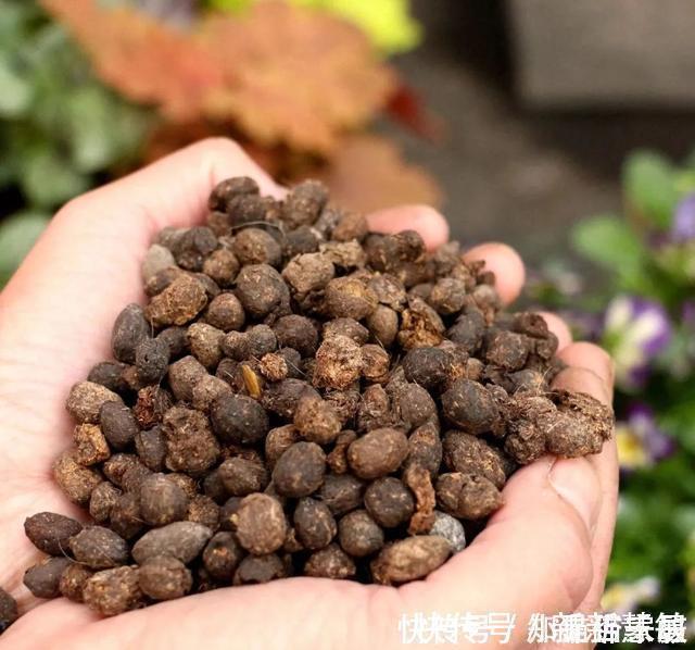 养分|牛人养花,常用这4种小东西,养花土里掺一点,啥花都能养爆盆