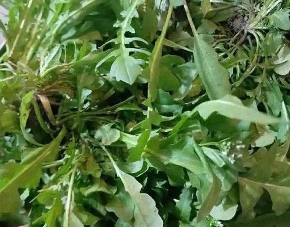肺结核咯血|这3种野菜清热解暑,做法多种多样,这样做好吃,你吃对了吗!