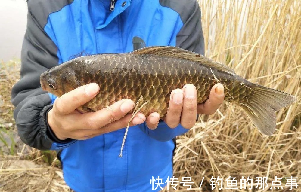 冬季钓获鲫鱼的三个诀窍,照着做,保底十条大板鲫