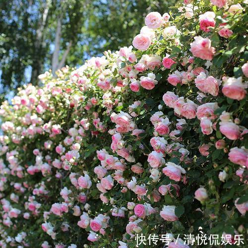 三角梅|家里有小院,种上爬藤花,爬上墙爬上窗,美到极致,天上人间