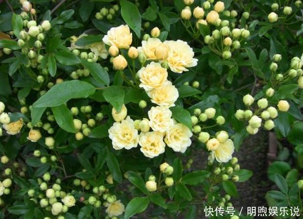 左邻右舍|院子再小，也要养棵它，2年长一片，开花特别美，左邻右舍都说香
