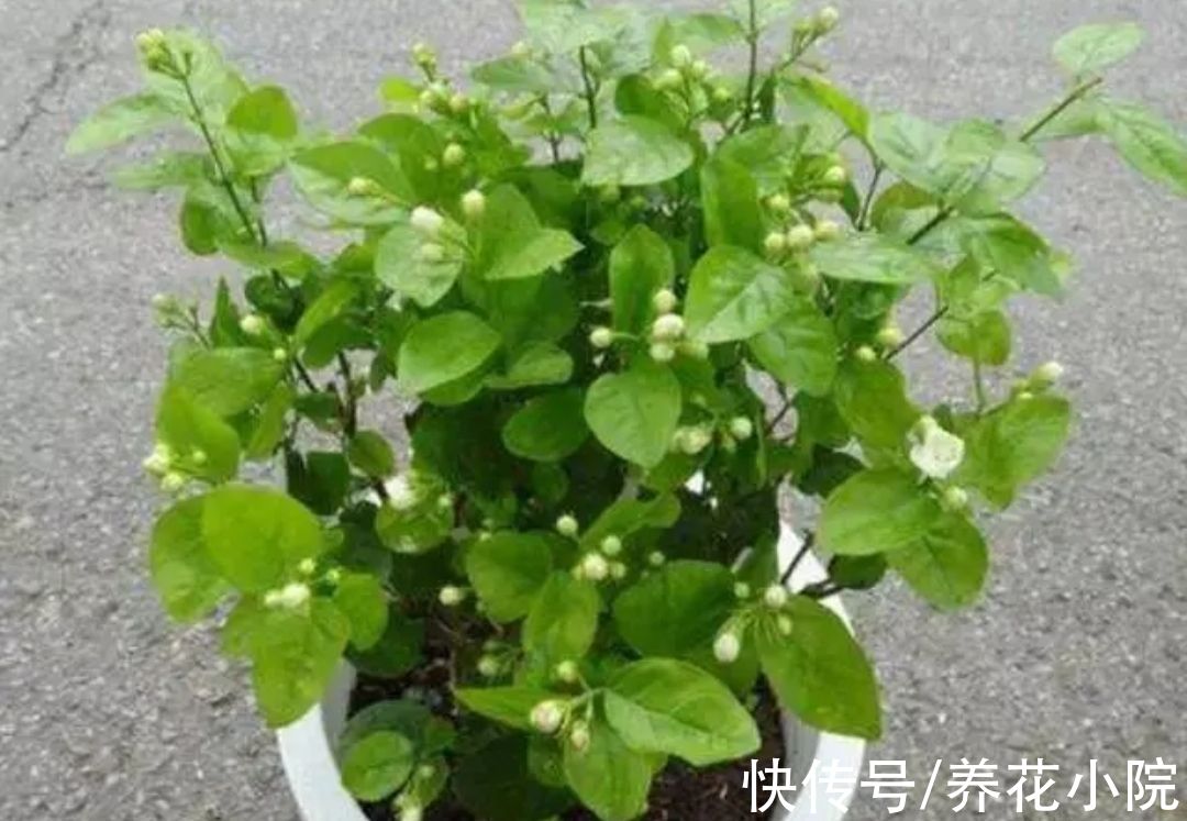 植株|四种“漂亮花”，春天“大修剪”，新芽长得壮，开花多