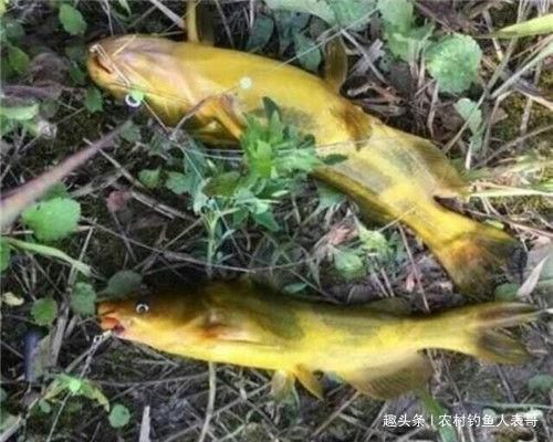 钓友们|夏季梅雨期降雨多难钓鱼，学会这三点技巧，梅雨期野钓不空军