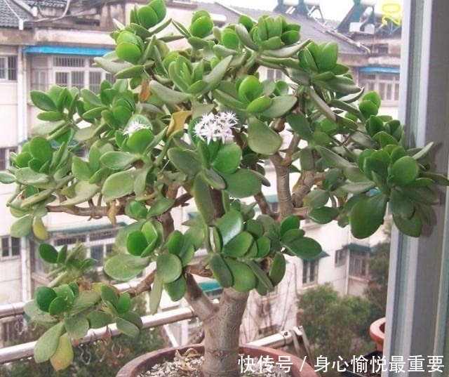 爱多肉的花友几乎都养过的8个品种,长寿花老少皆宜,桃蛋最迷人