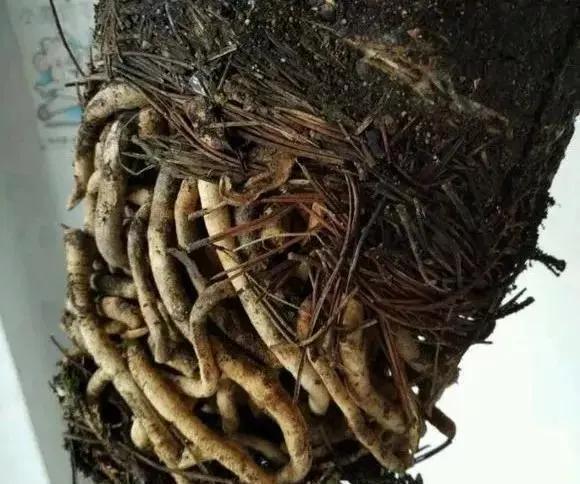 君子兰|养花30年老花匠的5个“小秘方”赶紧学起来再也不怕养花出问题了