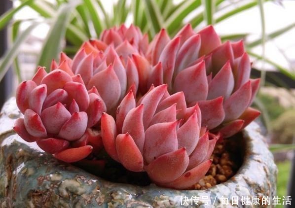 多肉惯着养,早晚变成“大白菜”,饥渴3个月,状态美成仙!