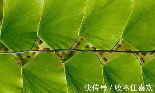 植物|神“造”般的植物奇景,仿佛画作精品,小编已深深着迷!