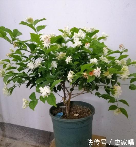 茉莉花浇水,牢记这8个字,春润,夏湿,秋干,冬少
