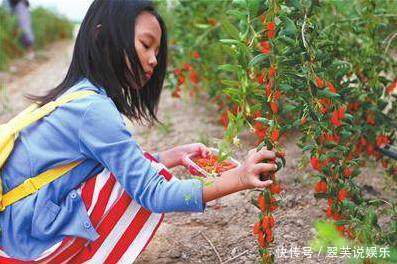 热水|用枸杞泡水时,到底用冷水还是热水原来一直泡错了,难怪没效果