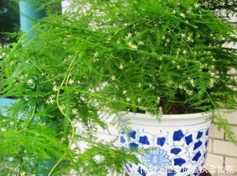 吴大姐养文竹,30天浇点水溶液,嗖嗖冒笋芽,翠绿旺盛