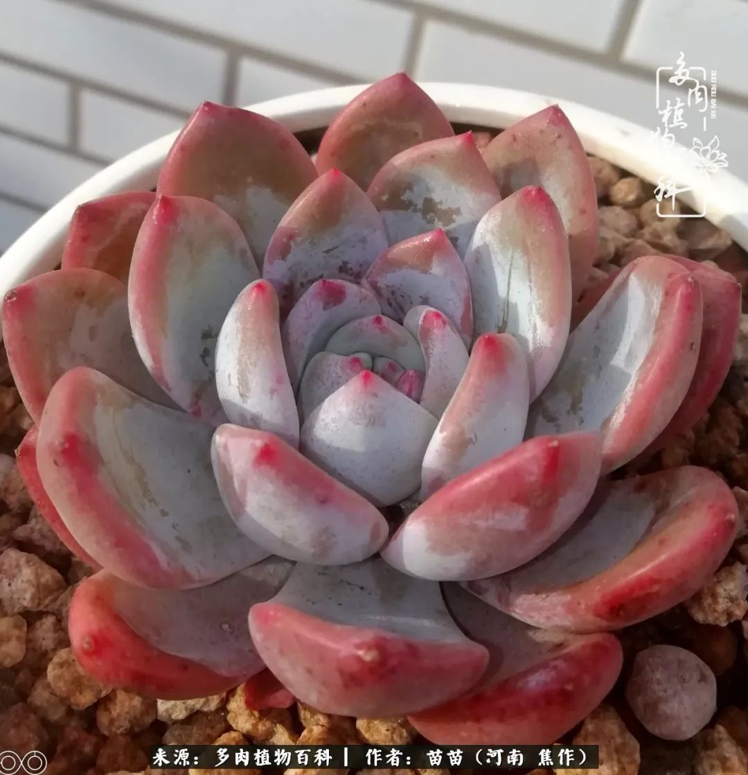 迷上多肉后,有一种喜欢叫一日看三回!