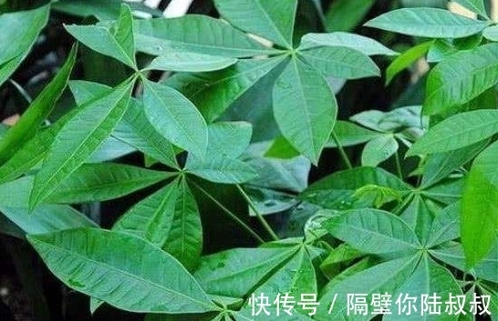 怎么回事|刚买回家的花卉,没几天就黄叶了,这是怎么回事