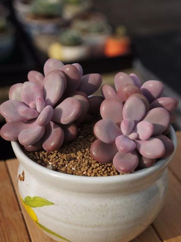 多肉植物肥美的秘诀只有一个