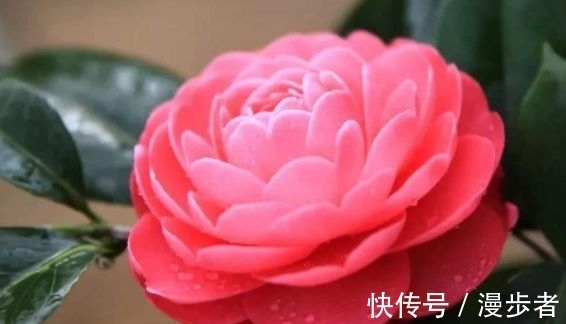 小毛球|最适合新手养的4种花，好养漂亮花期长，开成百花园