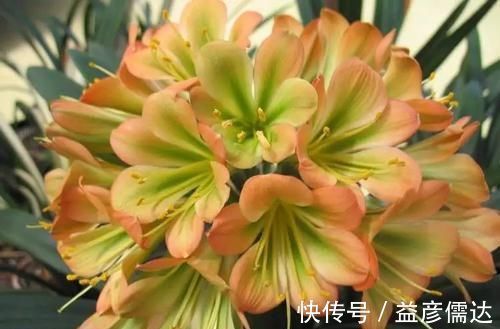 君子兰五年不换盆换土长啥样？记住教训，分株的时候你会哭