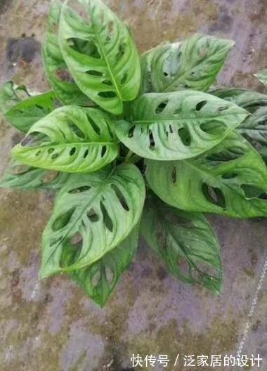 观叶花卉|这两款室内除甲醛,观叶花卉,长的太像,如何区分呢